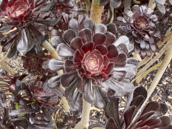 A dark aeonium rosette at The Huntington