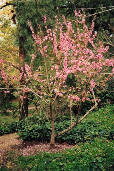 A tree in pink bloom