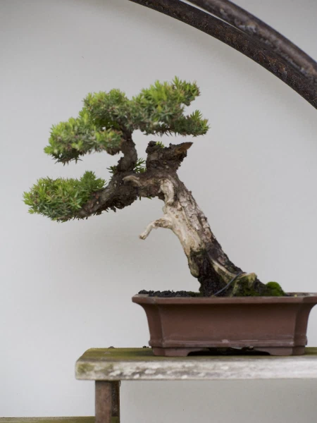 A bonsai against a white wall