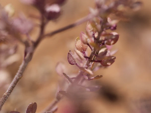 A dried flower stem in soft light
