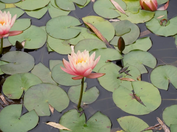 A lotus among lily pads