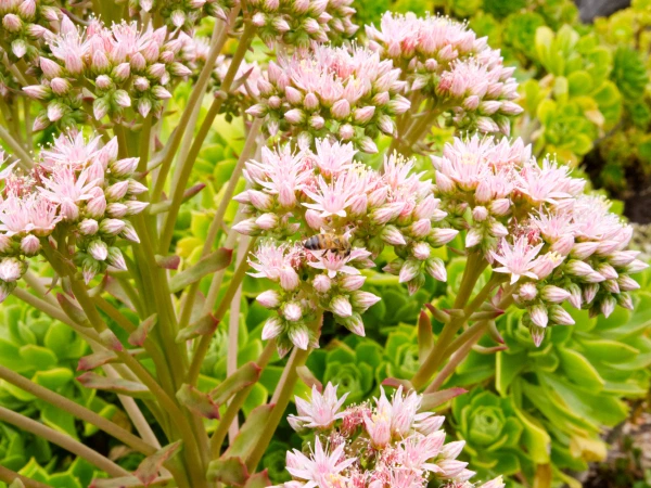 Pink succulent blossoms