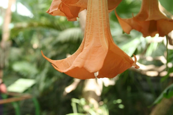 An orange trumpet flower
