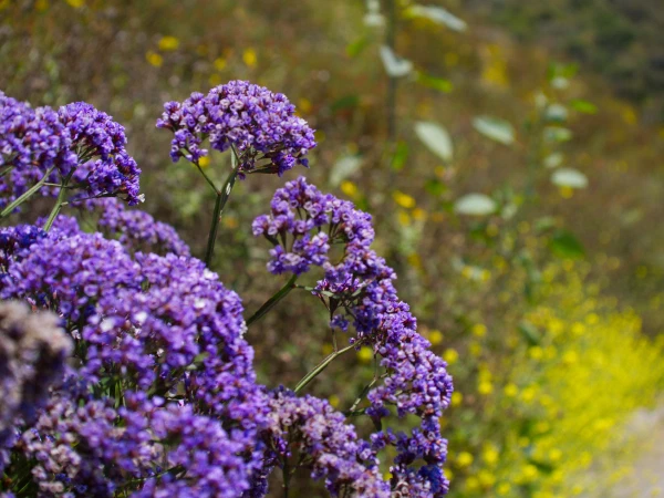 Purple wildflowers in bloom