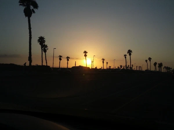 Palm trees silhouetted against the setting sun