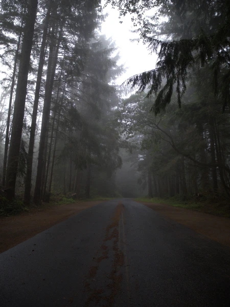 A road through tall trees in mist