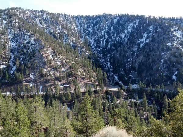 Snow on a pine-covered mountainside