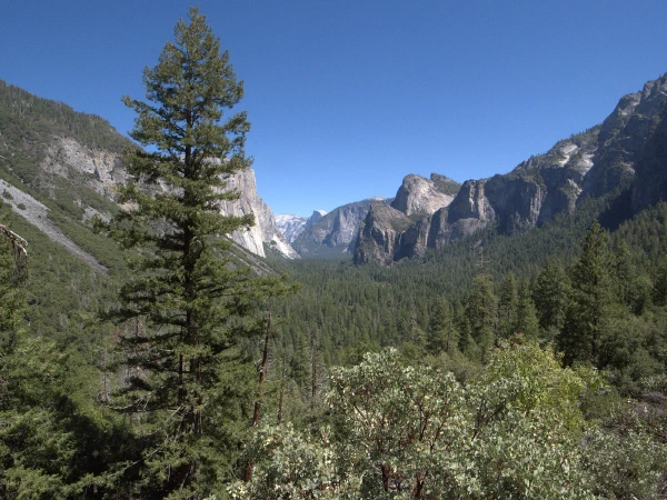 Granite cliffs above a pine forest, 2023
