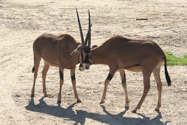 Two antelope with long horns