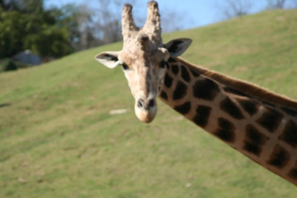 A giraffe leaning into the frame