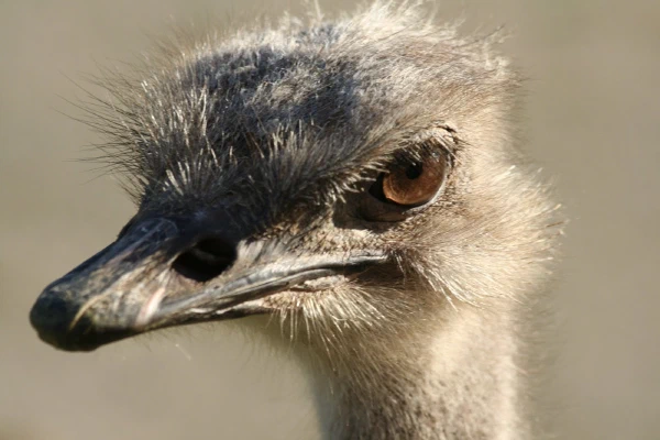 An ostrich in close-up, San Diego