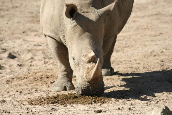 A rhino grazing on dry ground