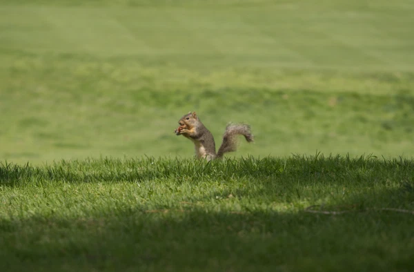 A squirrel standing on a green lawn