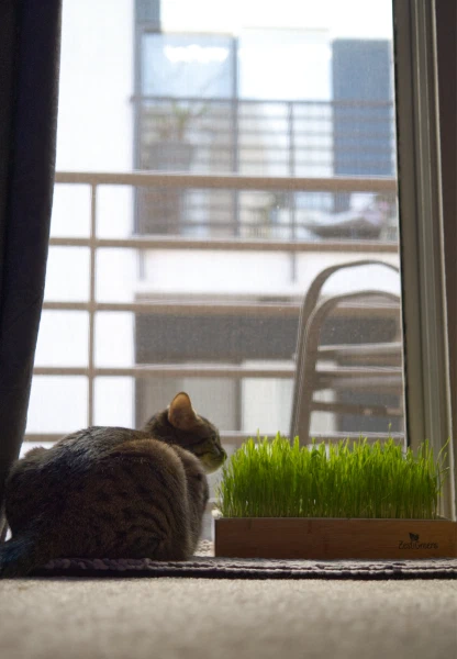 A cat napping by the window beside a tray of cat grass